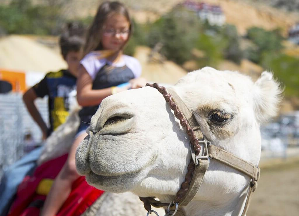 children riding a camel